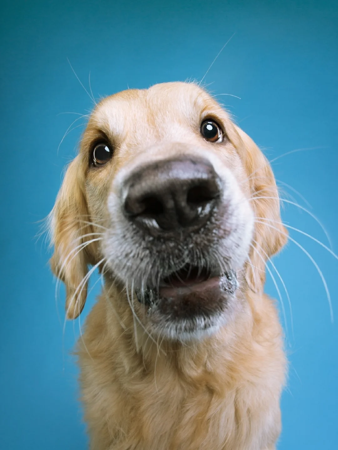 奥地利遭遇悲情失利,心情沉重 奥地利遭遇悲情失利,心情沉重